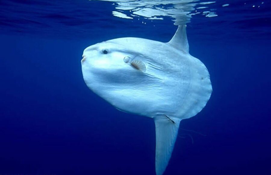 Рыба луна снятая в Сиднея