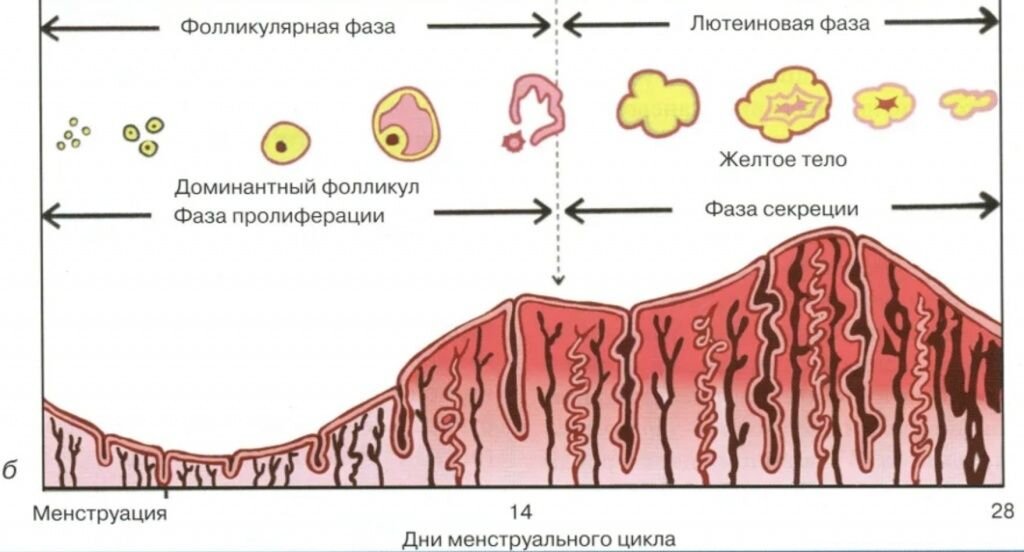 Фолликул фаза