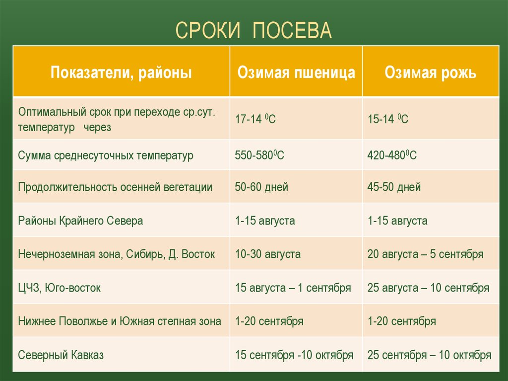 Сроки посева пшеницы. Сроки посева зерновых. Срок посадки пшеницы. Сроки посева озимой пшеницы.