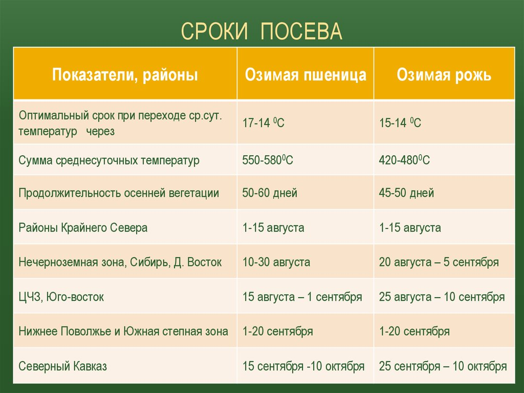 Оптимальные сроки посева. Сроки посева озимых зерновых. Сроки посева озимой пшеницы. Сроки посева озимой ржи. Сроки посева зерновых.