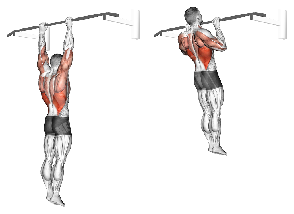 Прямые мышцы спины упражнения. Подтягивания широким хватом техника. Подтягивания широким хватом техника обратным. Биомеханика подтягиваний. Подтягивания параллельным хватом.