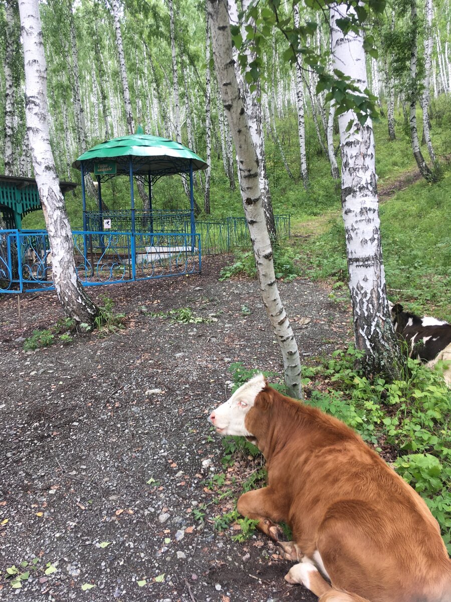 Источник Аулия