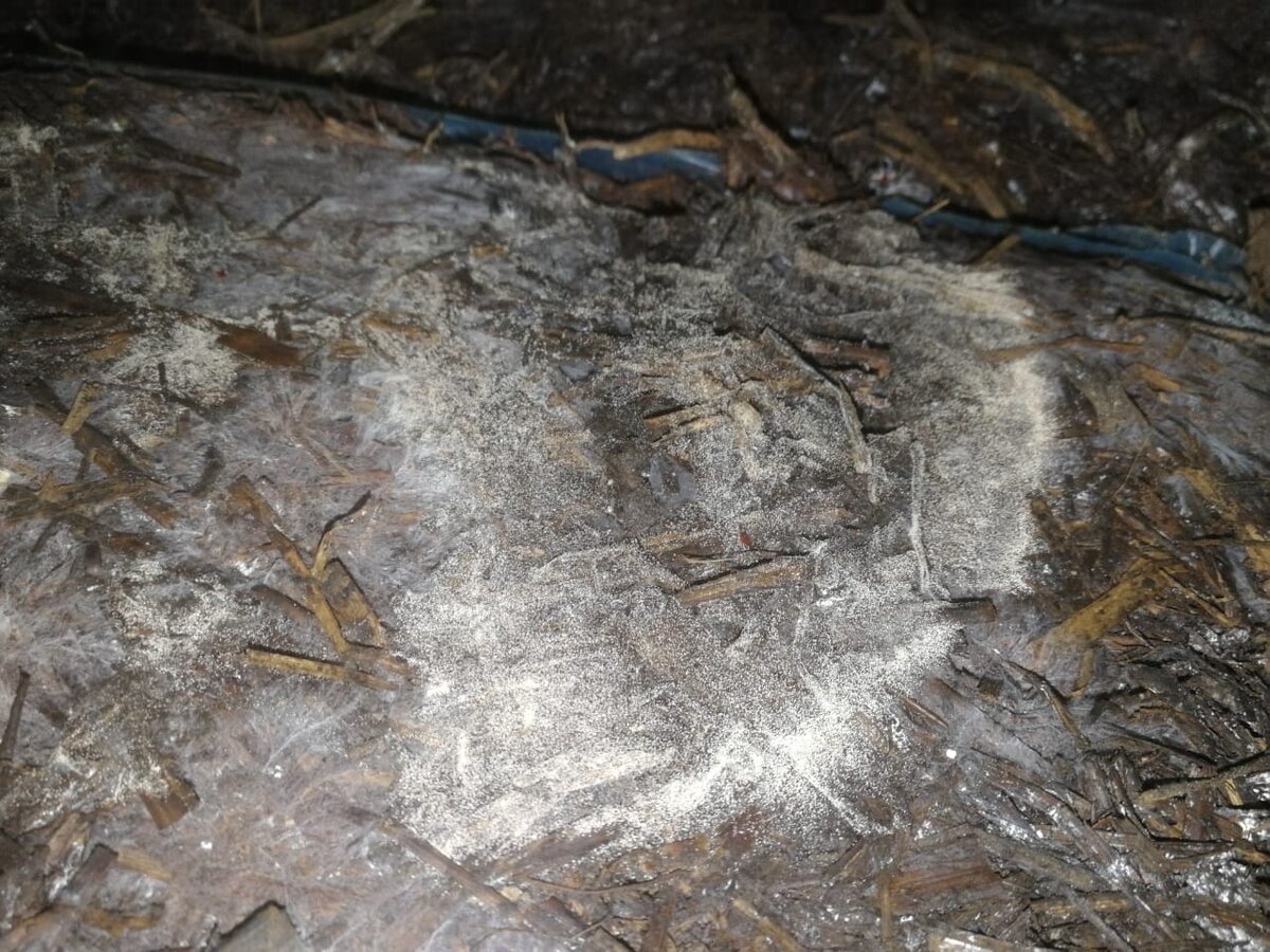 Поражения компоста коричневой гипсовкой