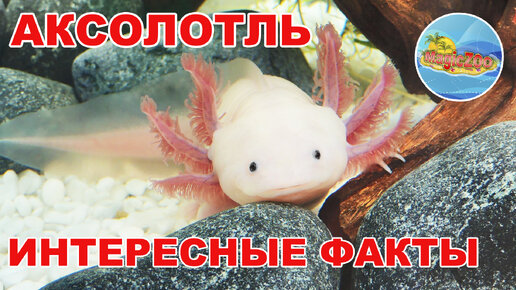 Аксолотль -Интересные факты | Кто такой AXOLOTL