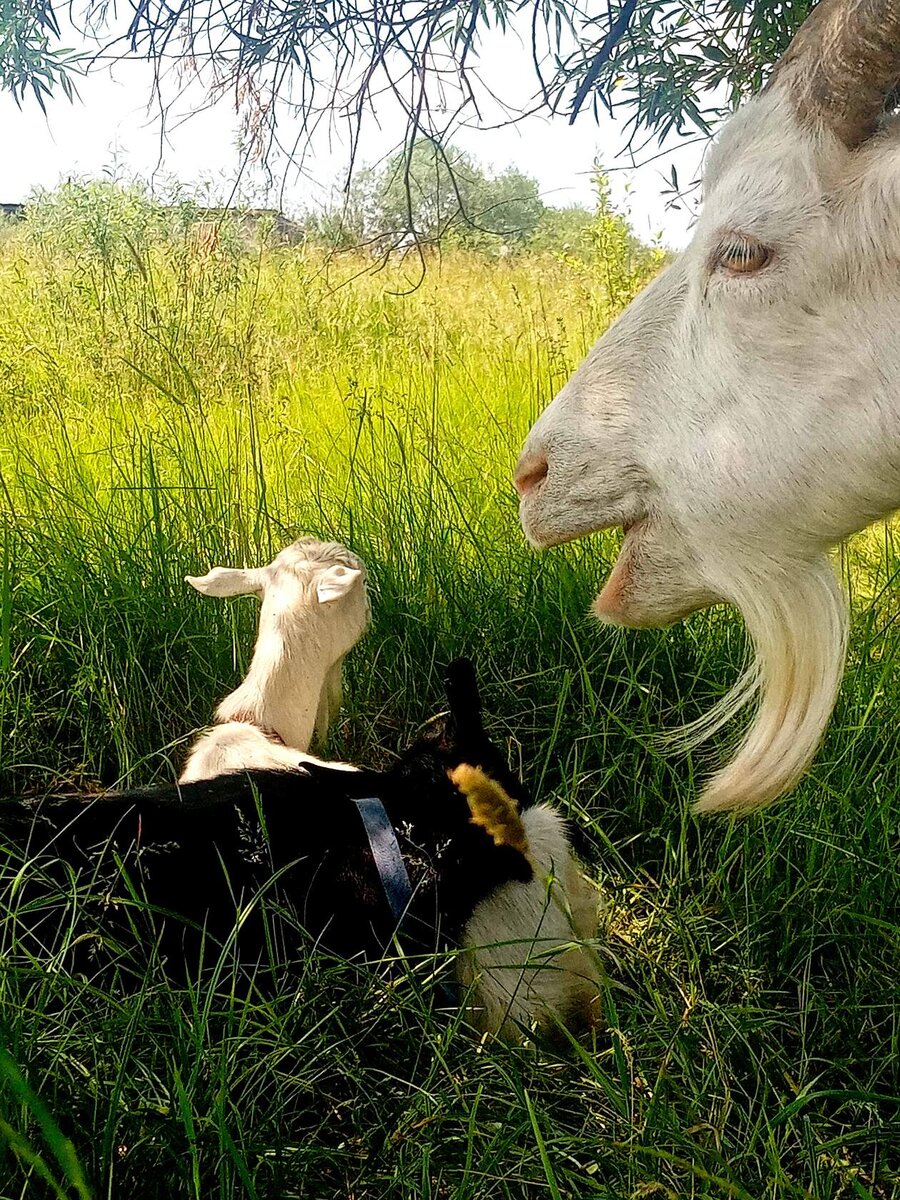 Три моих красавицы. Две Марты и Рада. 