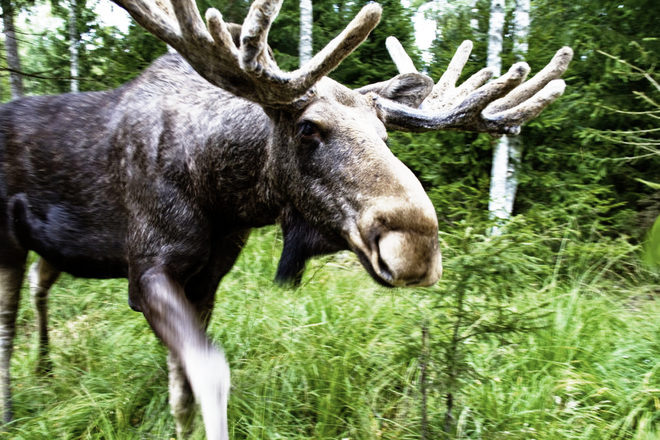 Фото из интернета.