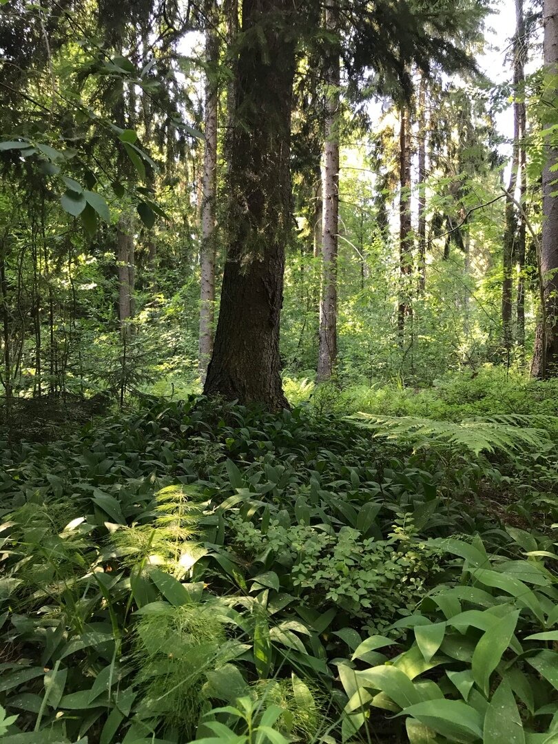 Лес на 2-й Новой улице в Репино