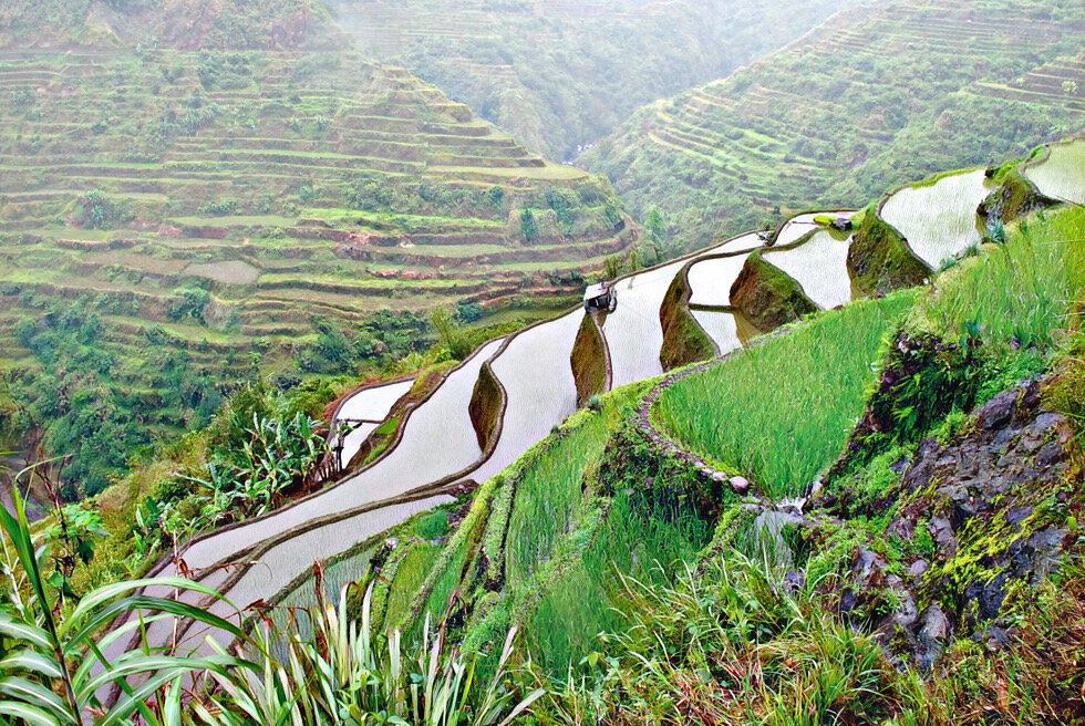 Плантации риса в Азии