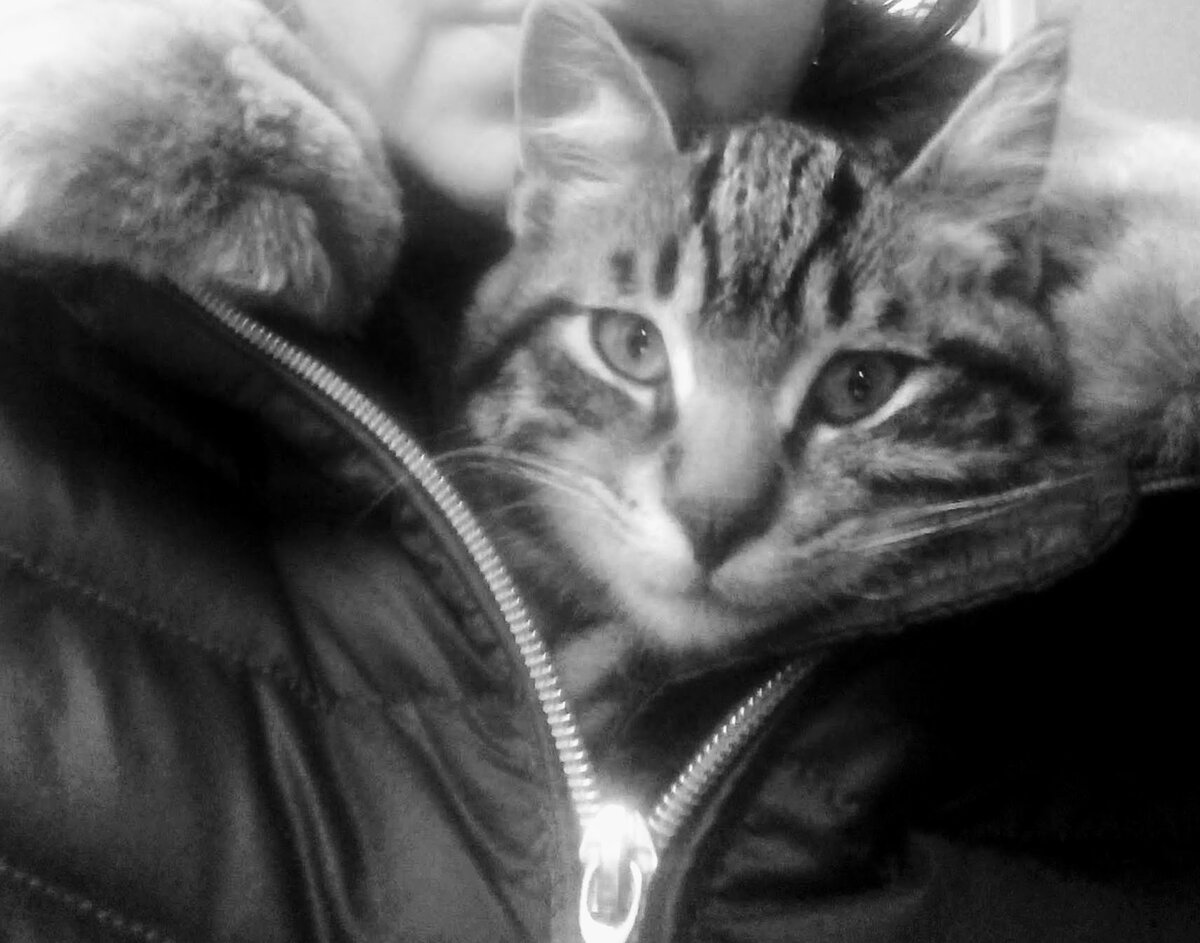 20191003_172130 Фото из личного архива. Котенок по кличке Бриз. Успел подрасти.