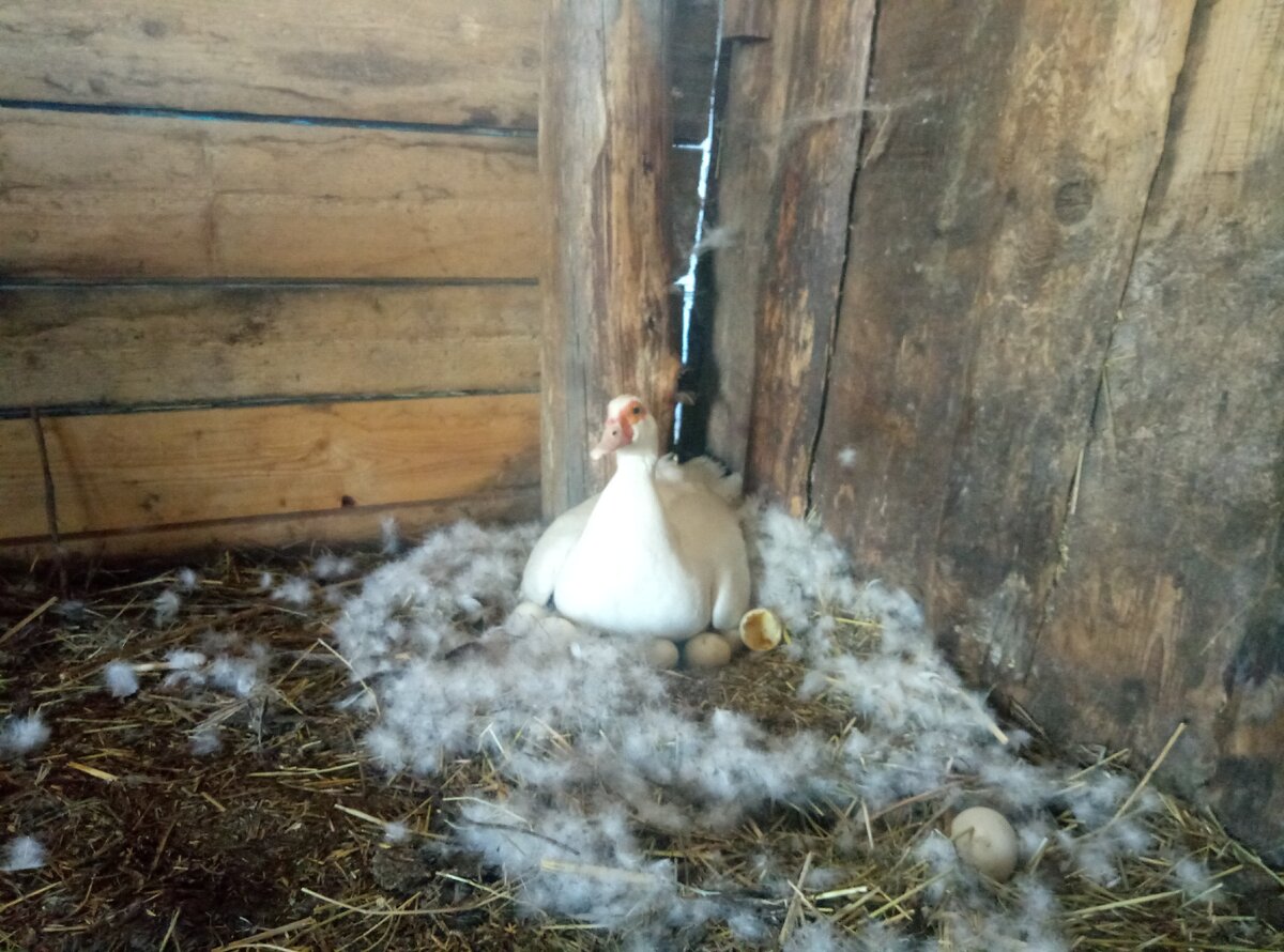 Сидим... выводим...