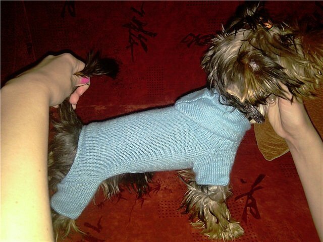 А это собака моей знакомой. Она очень хотела тоже комбинезончик, как у наших девчат