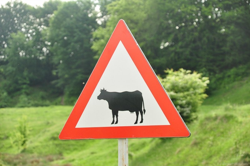 РОГАТЫЕ близко!!! И не факт, что доить будут не ВАС!!....