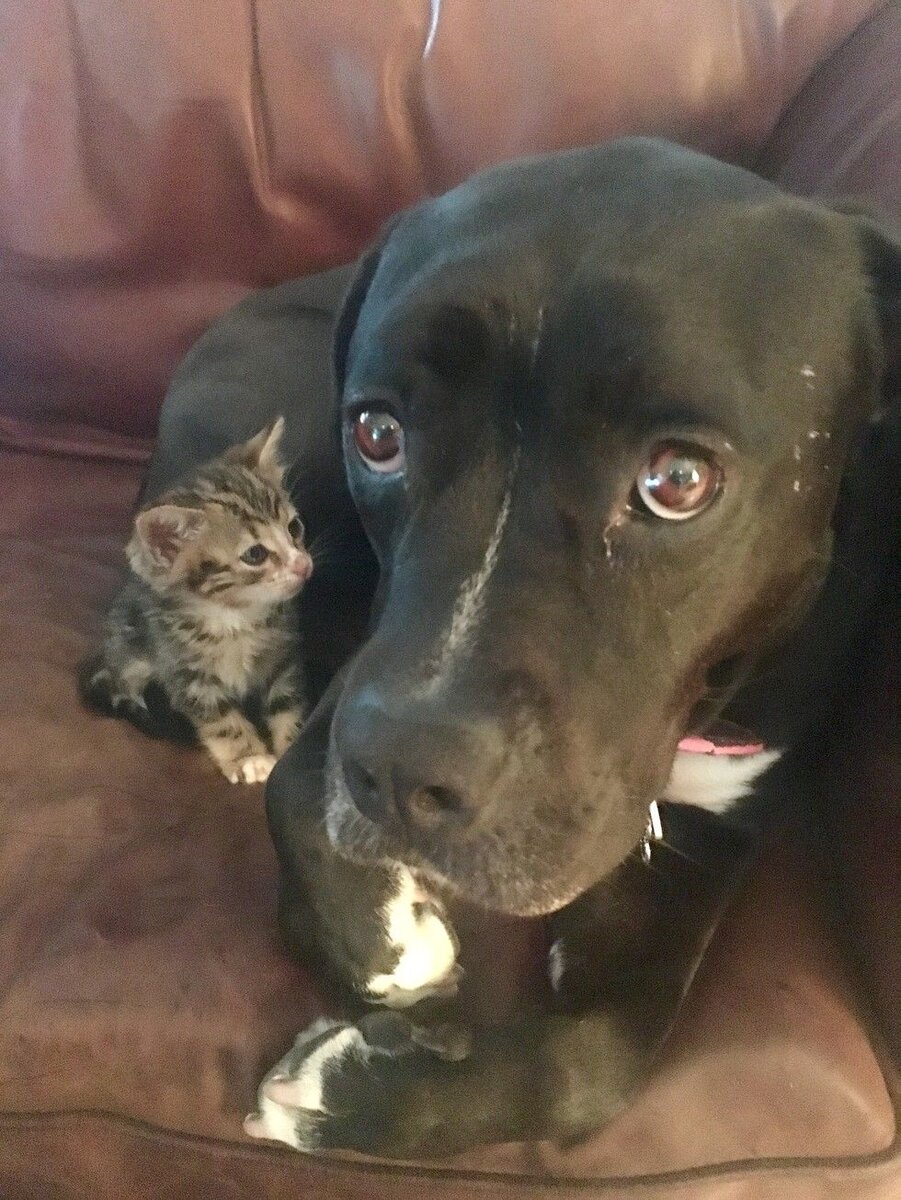 Источник lovemeow