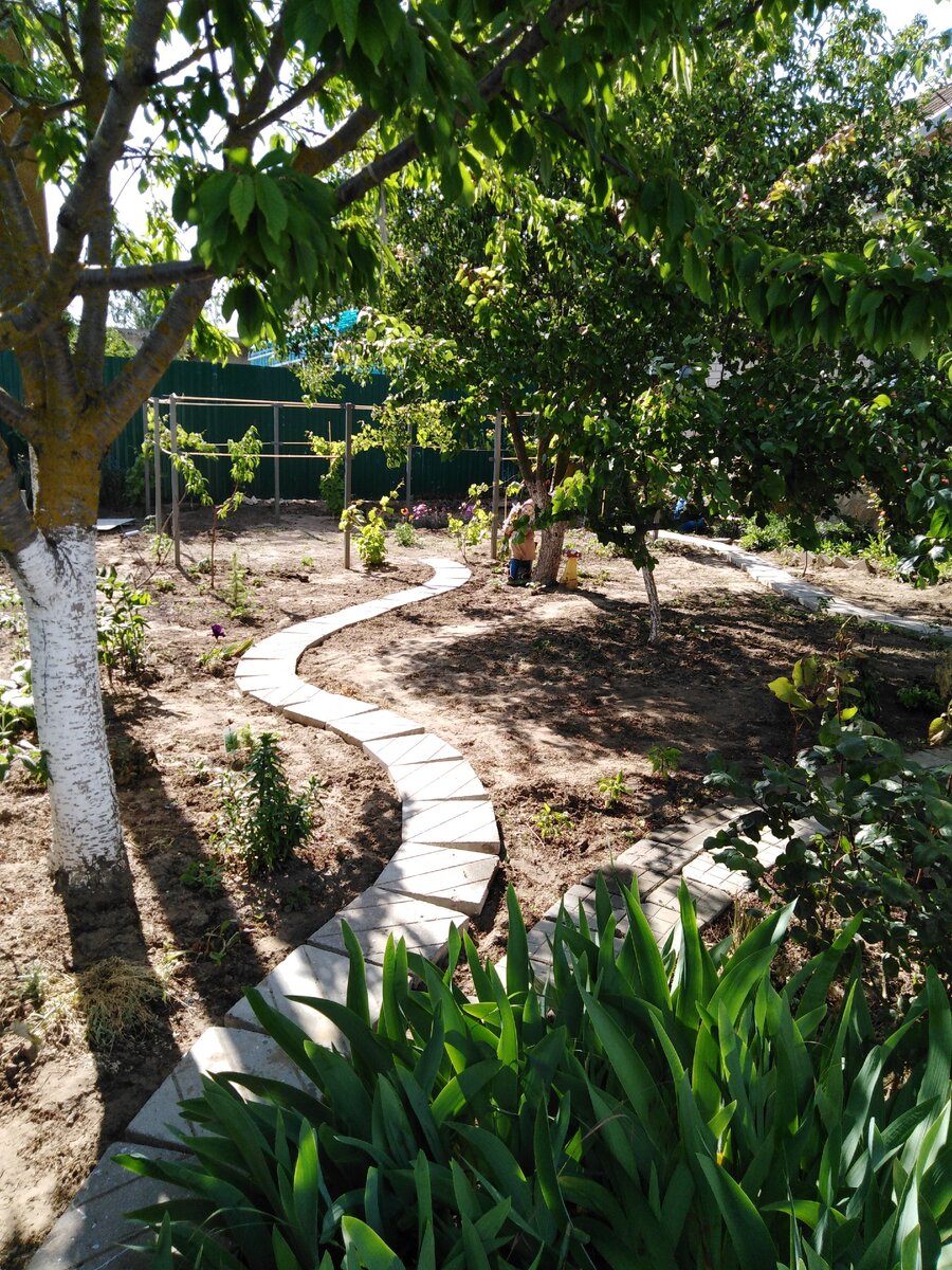 Сад. Фото автора