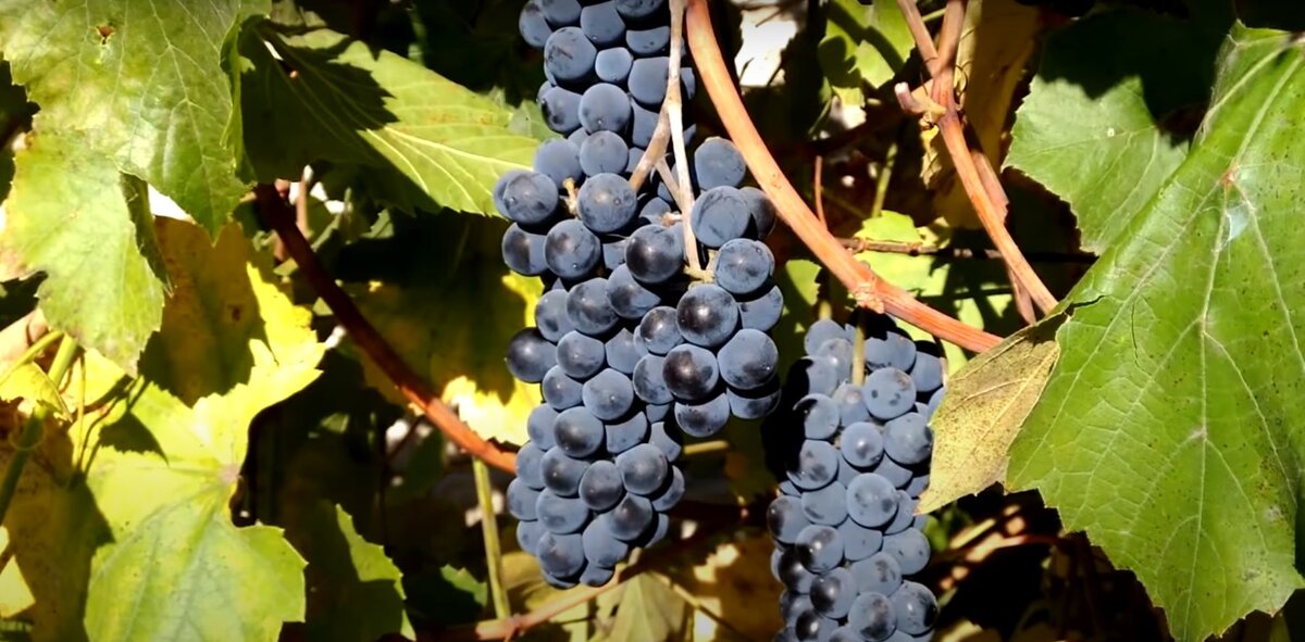 Источник фото - Личный фотобанк