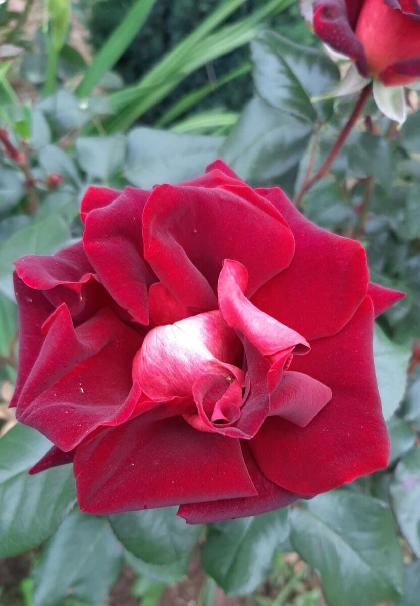 Чайно гибридные розы эдди митчелл фото и описание