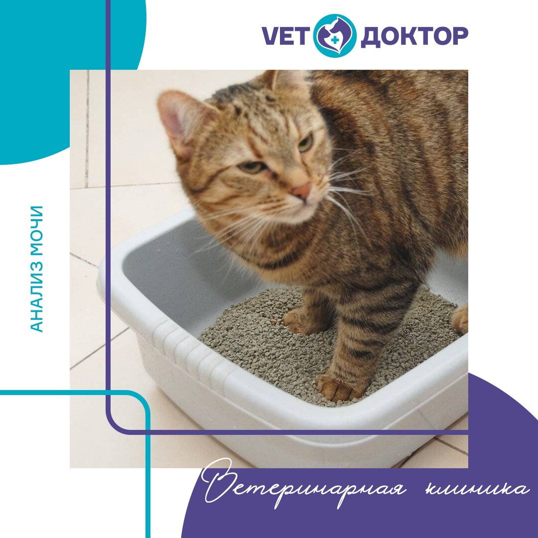  Анализ мочи у животных является весьма показательным методом диагностики, используется для исследования функции почек и печени, заболеваний мочевого пузыря, сахарного диабета. 
❗ Он позволяет обнаружить наличие воспаления, скрытую, незаметную человеческому глазу кровь в моче.
😊 Плотность мочи помогает отслеживать функцию почек.

Анализ осадка помогает выявить кристаллы солей при мочекаменной болезни и определить их вид. Эпителиальные клетки, цилиндры, белок позволяют установить локализацию патологического очага в мочеиспускательной системе. Так же в осадке могут быть обнаружены бактерии.

Поэтому анализ мочи является важным диагностическим мероприятием при различных заболеваниях животных.