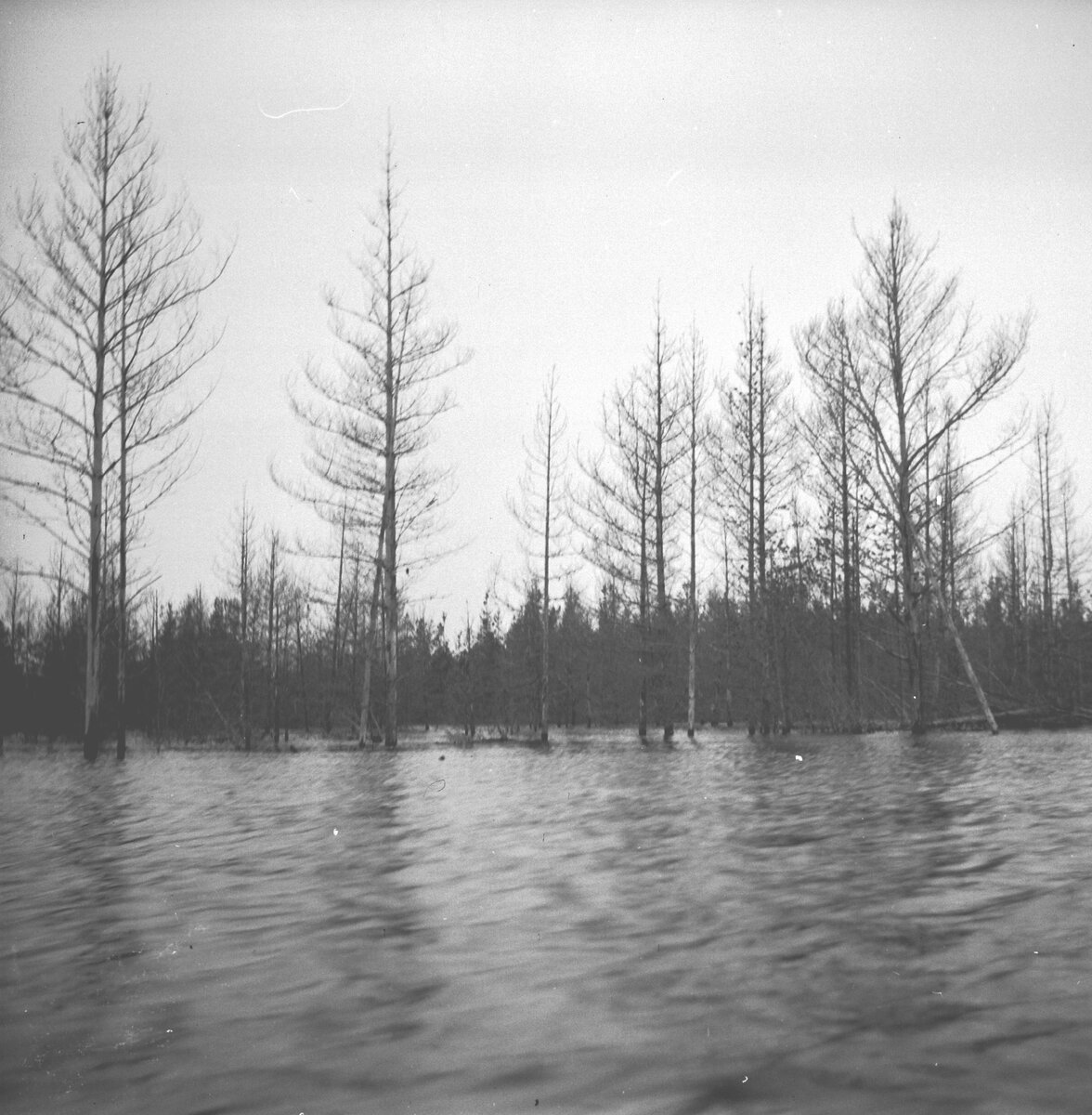 Затопленные сосновые молодняки, 1949 год. Фото М.Л. Калецкой.