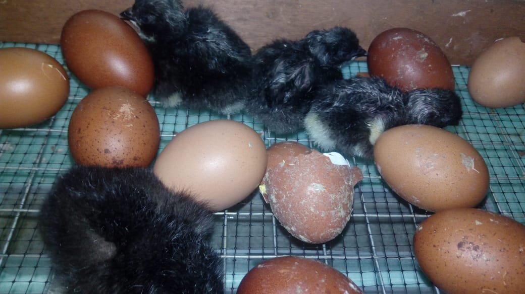 Цыплята начали лупиться