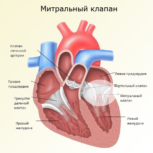 митральный клапан