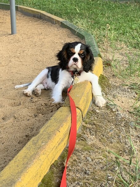 Щенок кавалера 3 месяца. Окрас Триколор