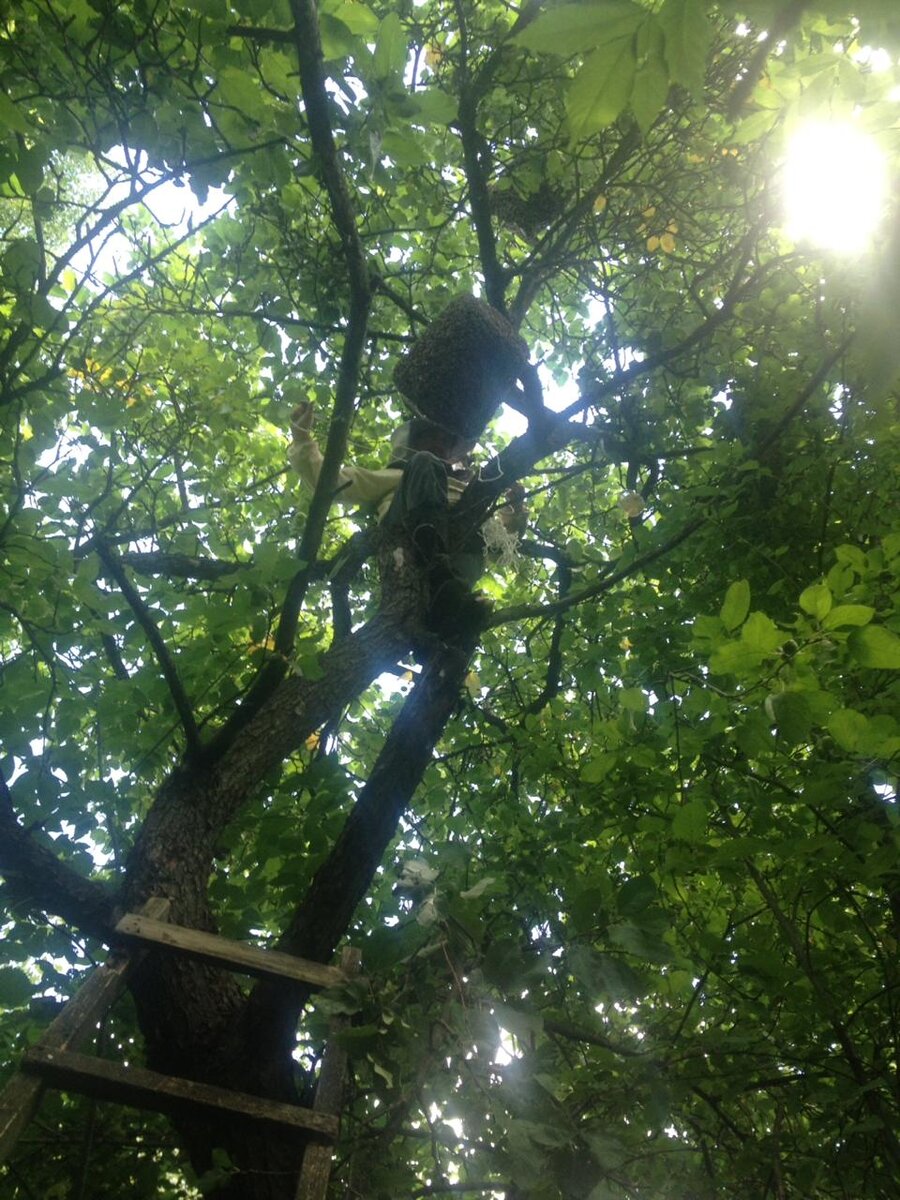 Высота этой лестницы 5 метров. К роевне привязывается длинная веревка, которая перекидывается через сук. Затем роевню с пчелами спускают на землю.