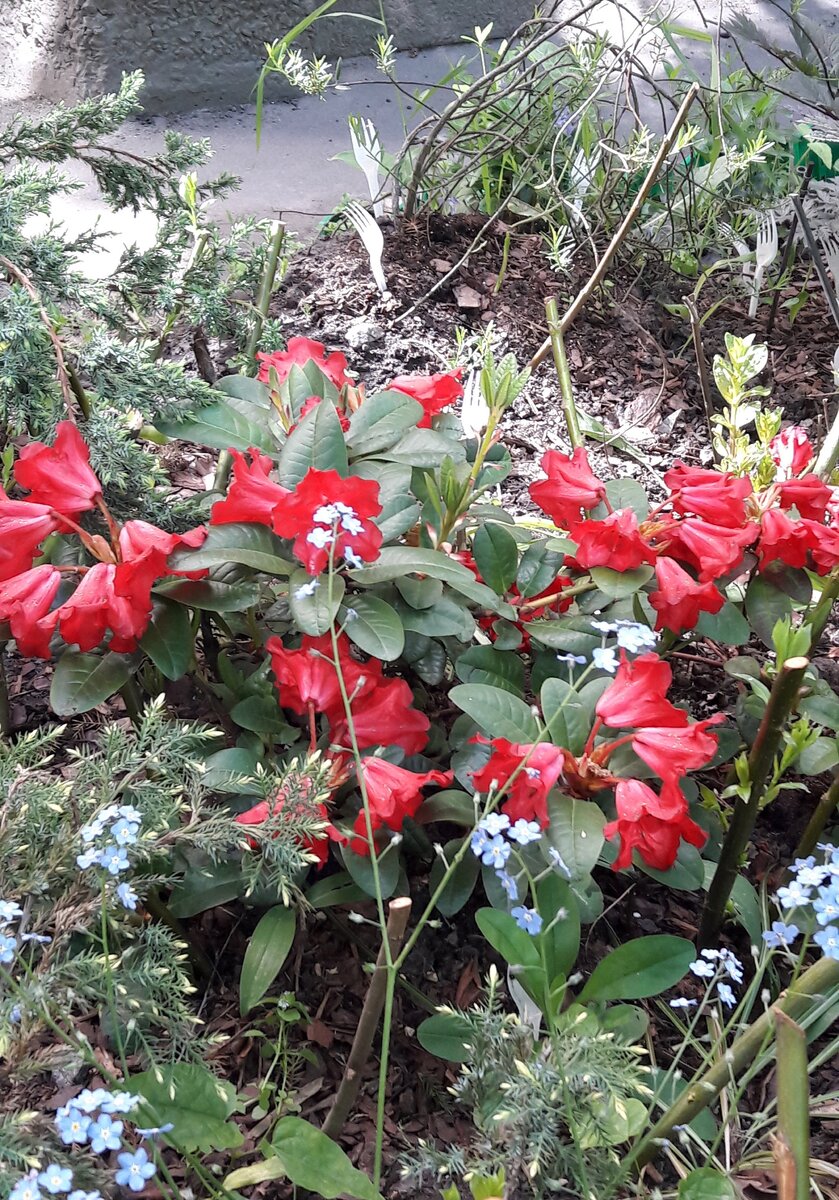 Рододендроны для городской клумбы | Городской Садовник | Дзен