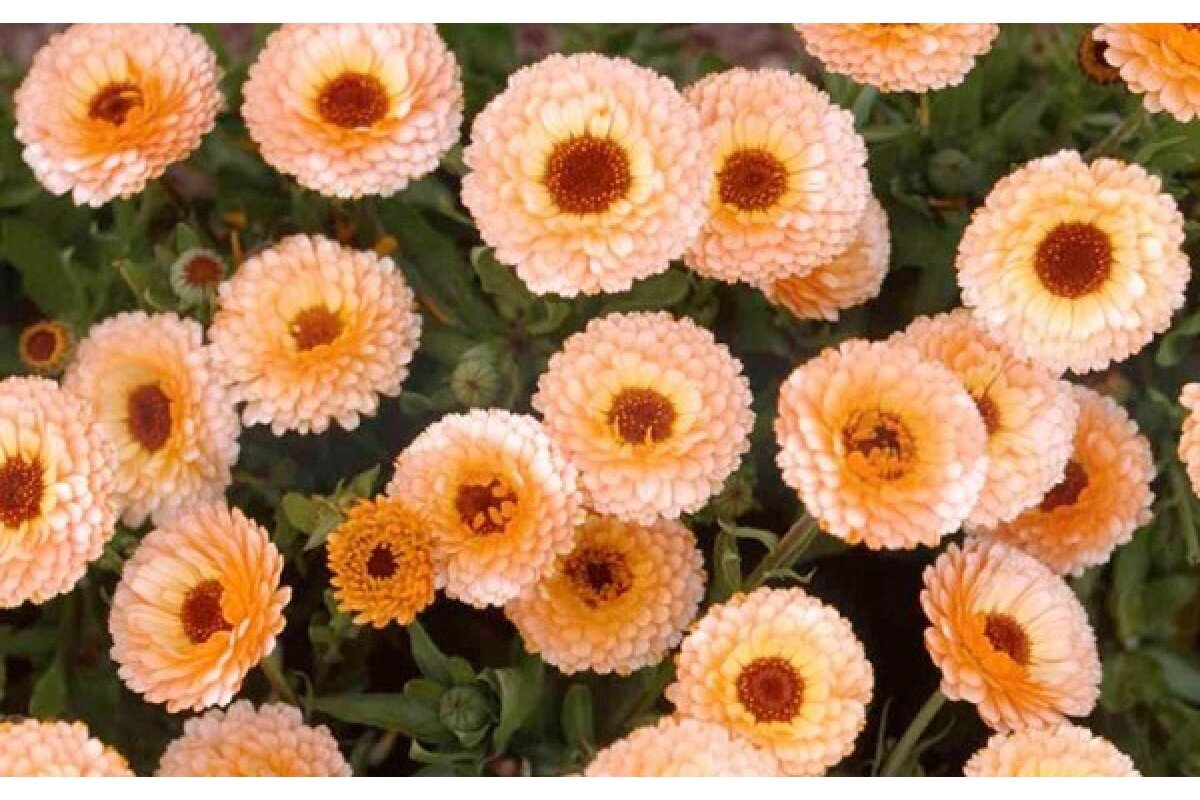 Розовый сюрприз