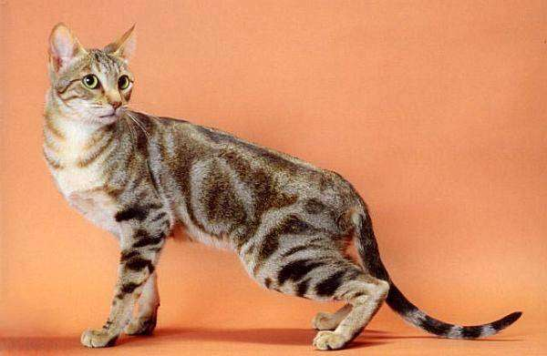 Турецкий Ван, кошка, описание породы