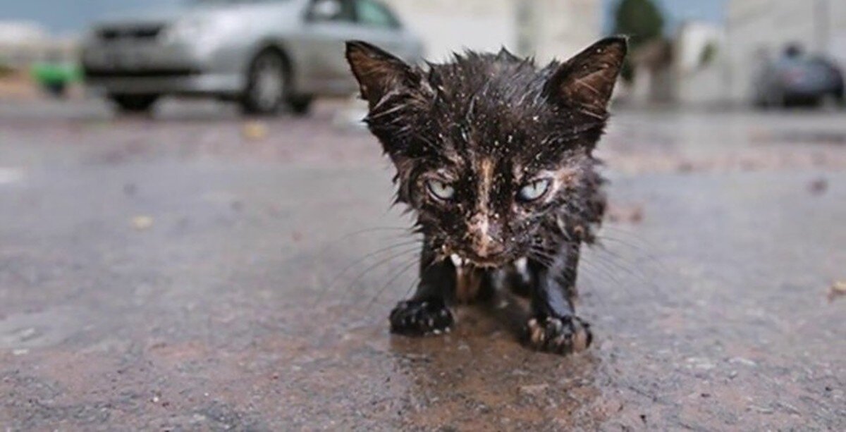 Мокрый котенок на улице. Бездомные котята. Жалкий н