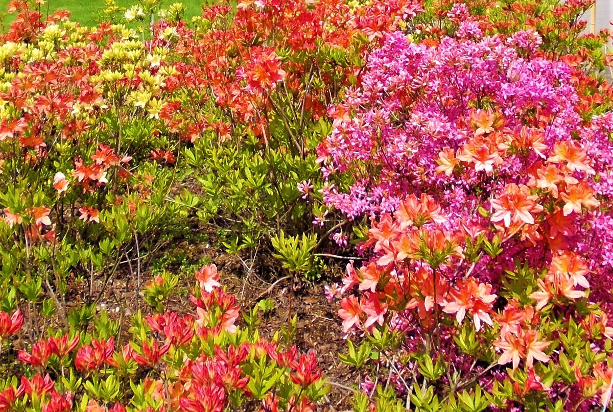  Цветущие рододендроны и азалии. Фото автора.
