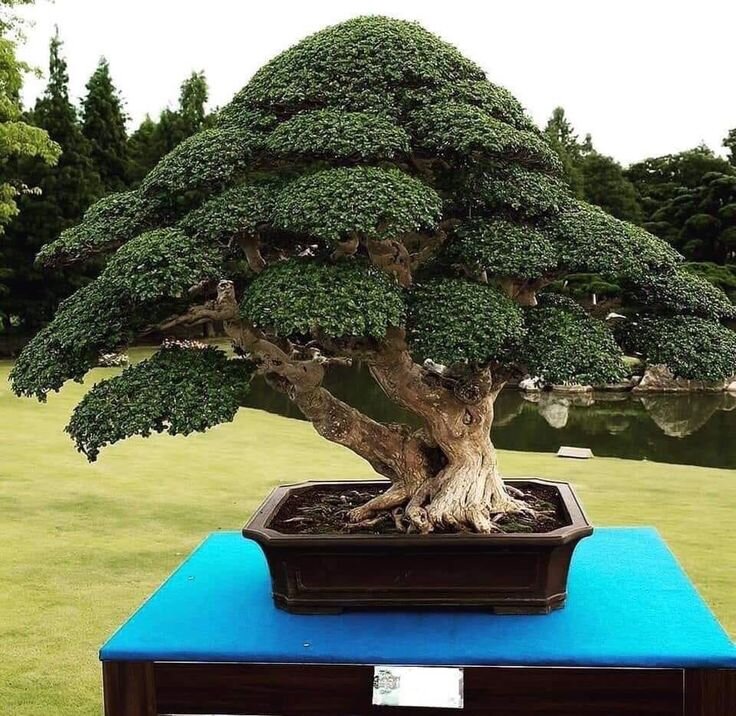 Источник фото - Яндекс картинки