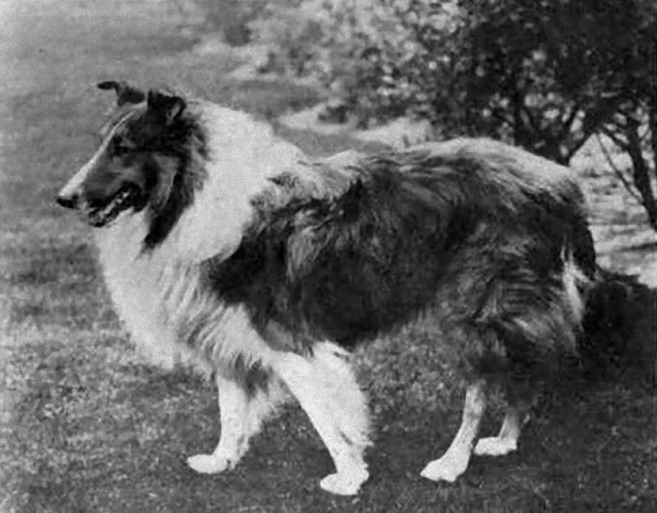 3 шотландские овчарки, ставшие Голливудскими звёздами в начале ХХ века