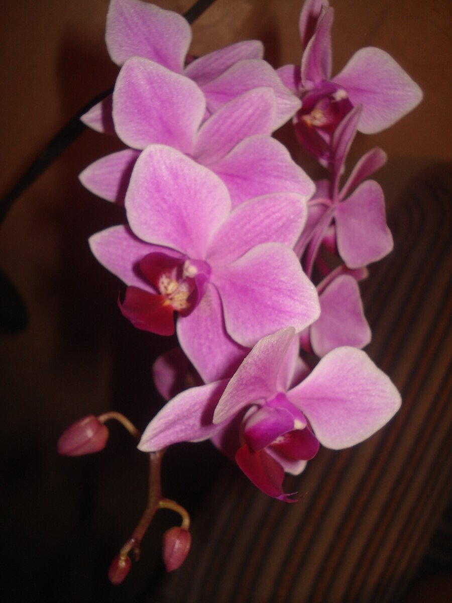 Мой первый экземпляр.