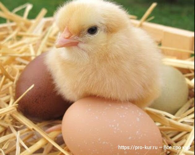 Особенности инкубации индюшиных яиц: от закладки до вылупления