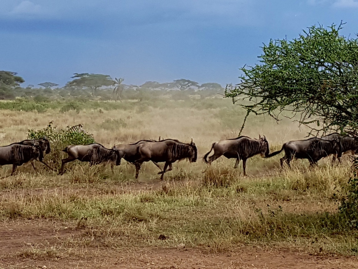 Национальный парк Серенгети https://3pulse.com/uploads/photo/11/94/47/2018/11/19/b883632167.jpg