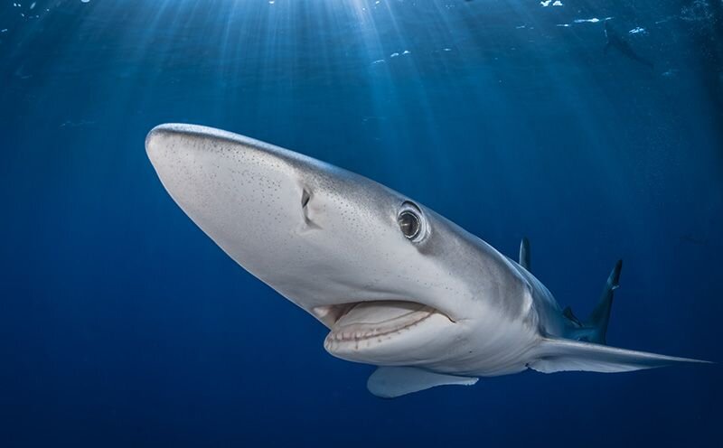 «Пуля», Giles Auroux. Источник: uwphotographyguide.com