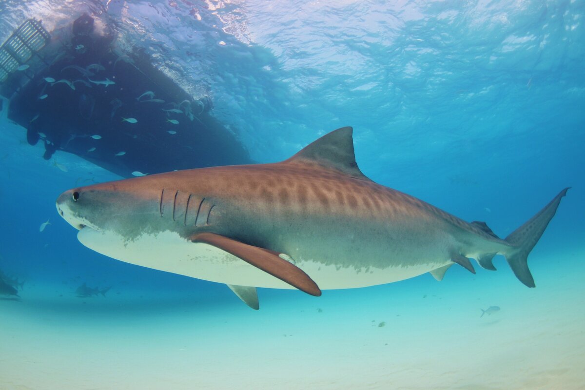 Есть ли акулы у берегов Мексики?