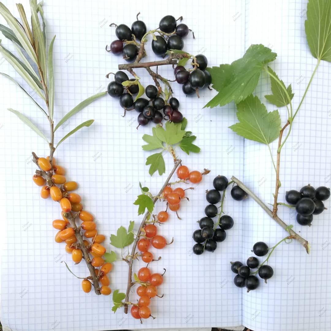 Селекция и наука глазами обычных садоводов