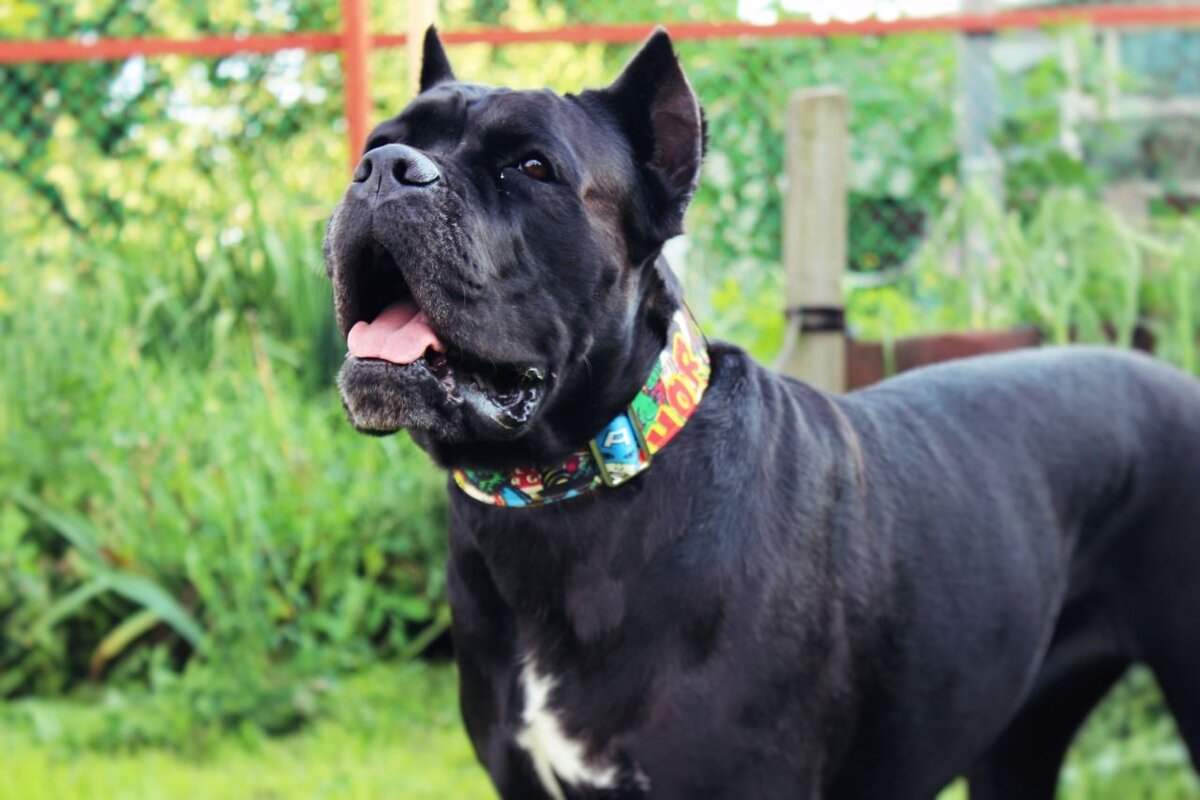 На фото моя любимица Герда