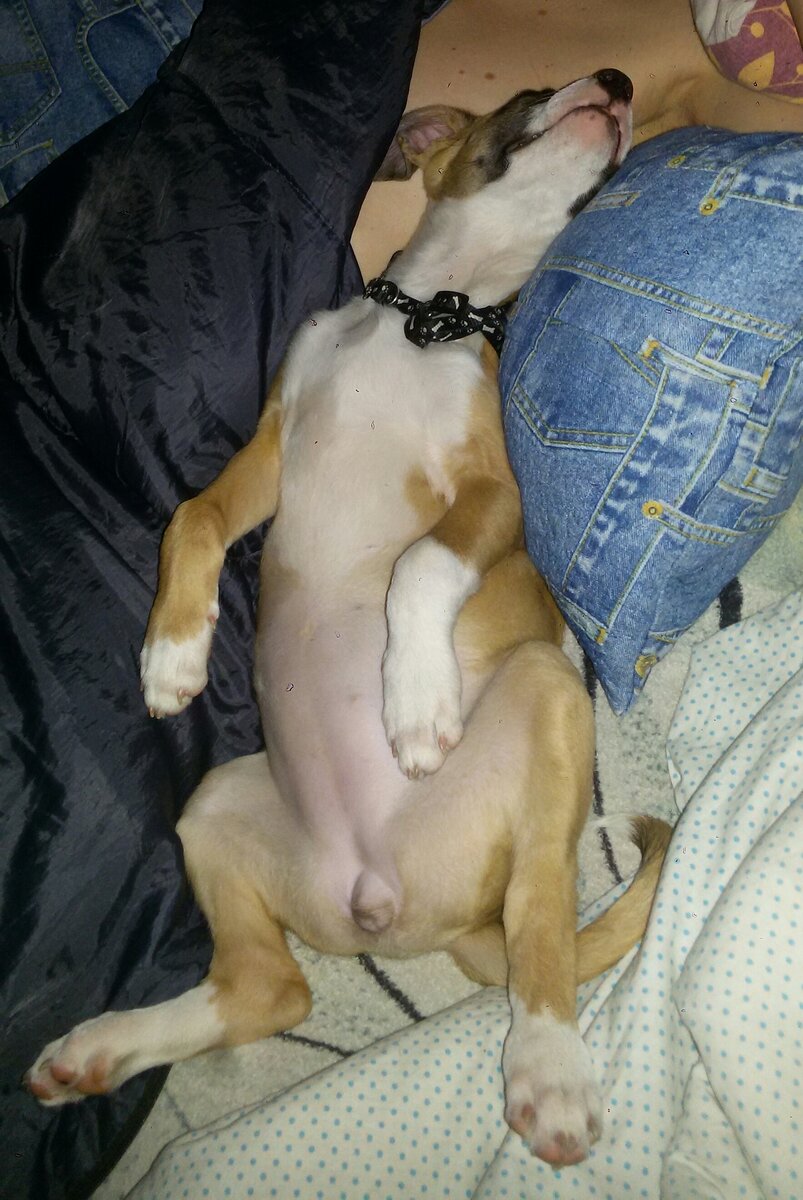 в момент сна Пуля забавляет не меньше,чем когда бодорствует