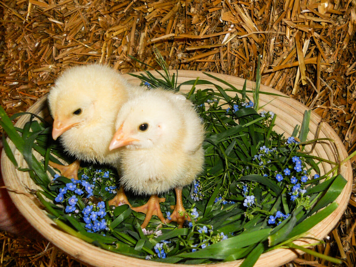 Цыплята, фото моё.