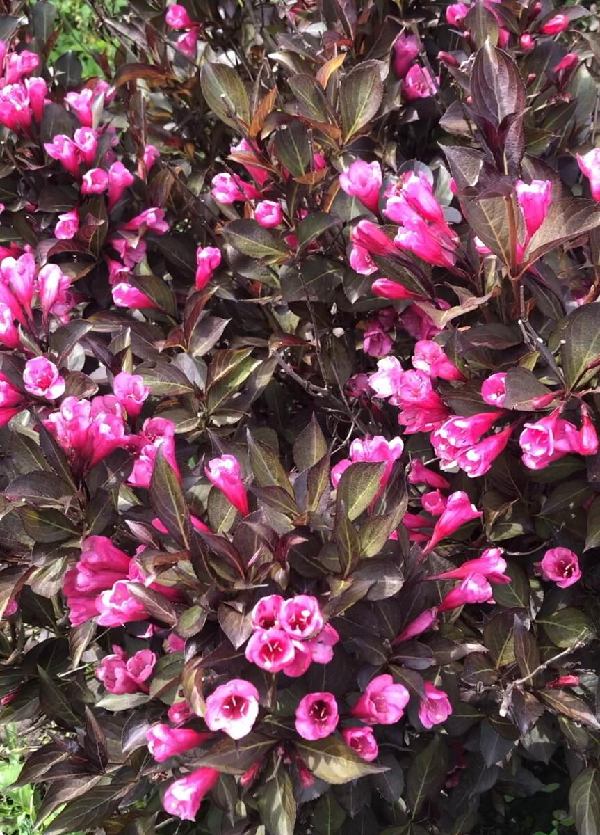 вейгела, выращенная моим постоянным клиентом из черенка, из кустика приобретённого у автора