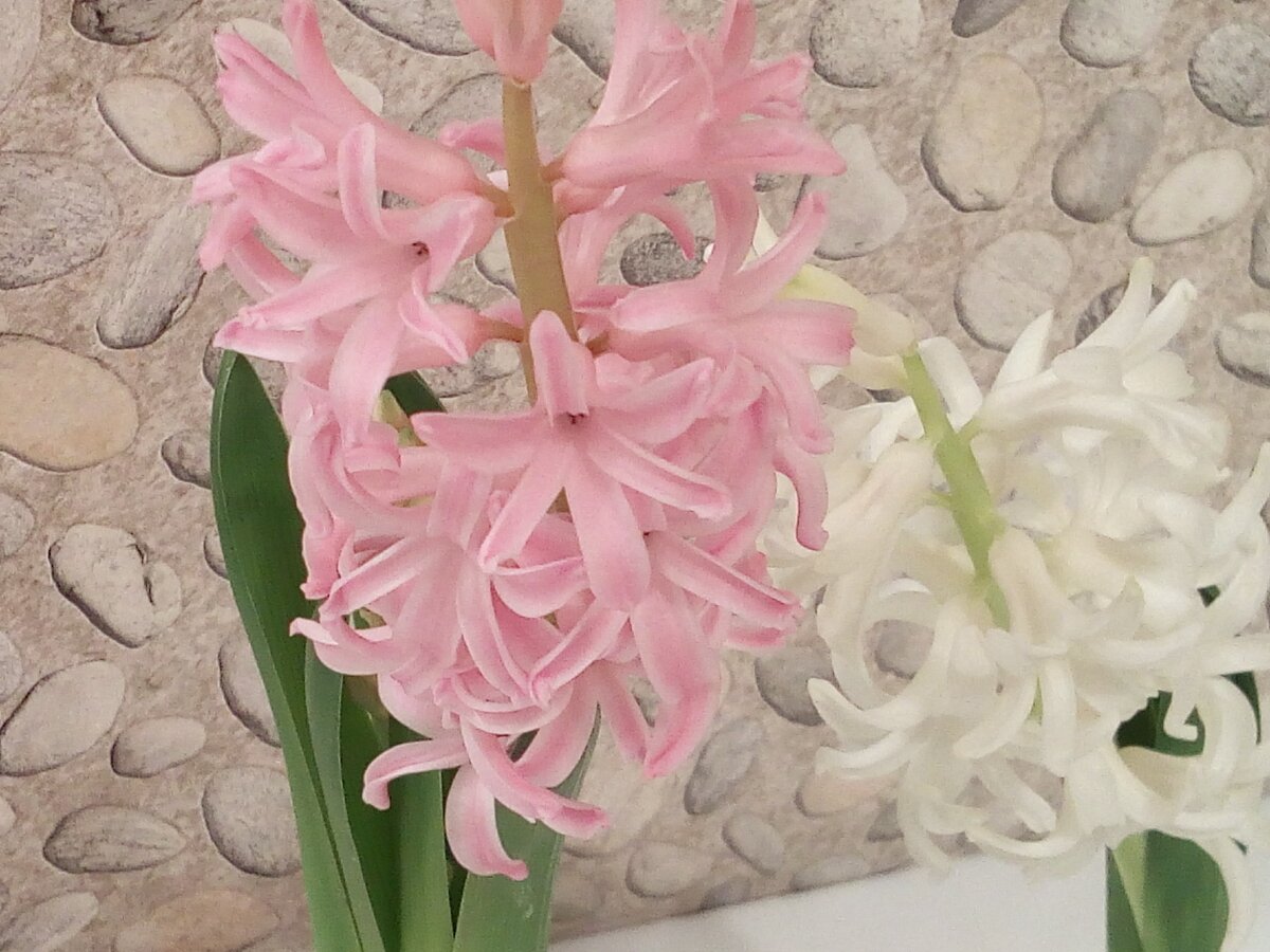 Распустились полностью