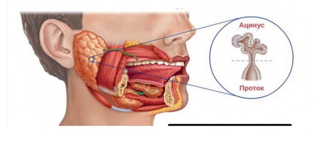 Слюнной секрет. Возрастные изменения слюнных желез. Слюнные железы расположение фото. Гипертрофированные слюнные железы.