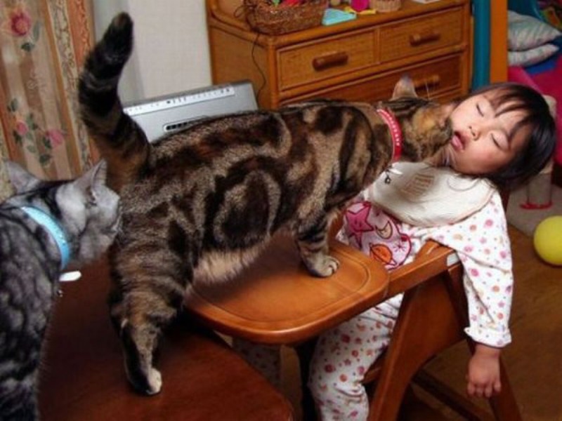 Коты и дети: юмор в каждом кадре. Подборка милых, добрых и поучительных фотографий для хорошего настроения!