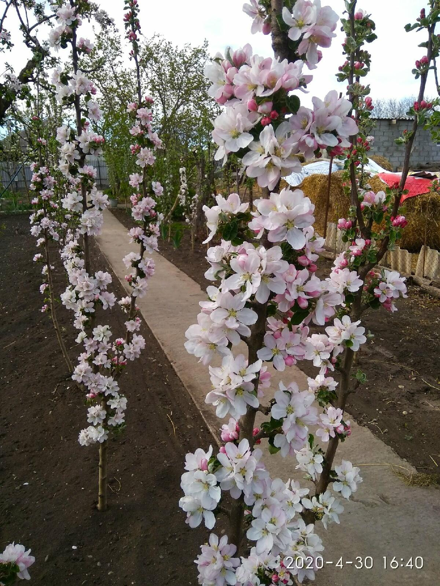 «Яблони в цвету –какое чудо!»