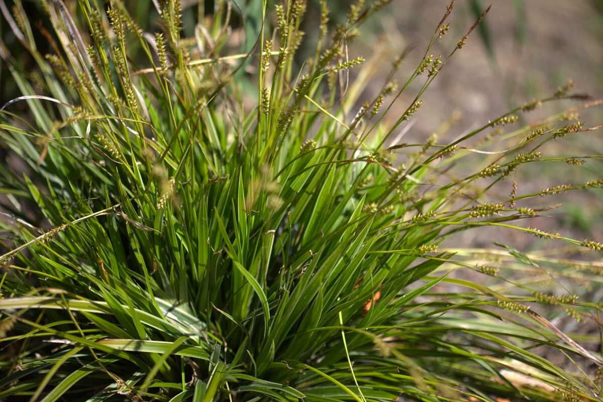 Без злаковый. Осока Весенняя (Carex caryophyllea ). Осока магелланская. Осока Болотная. Осока Дэвелла.