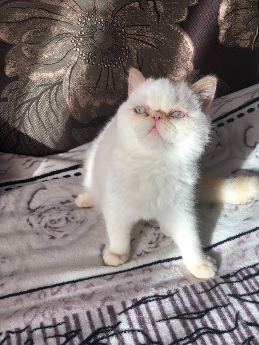 Разве узкие ноздри?