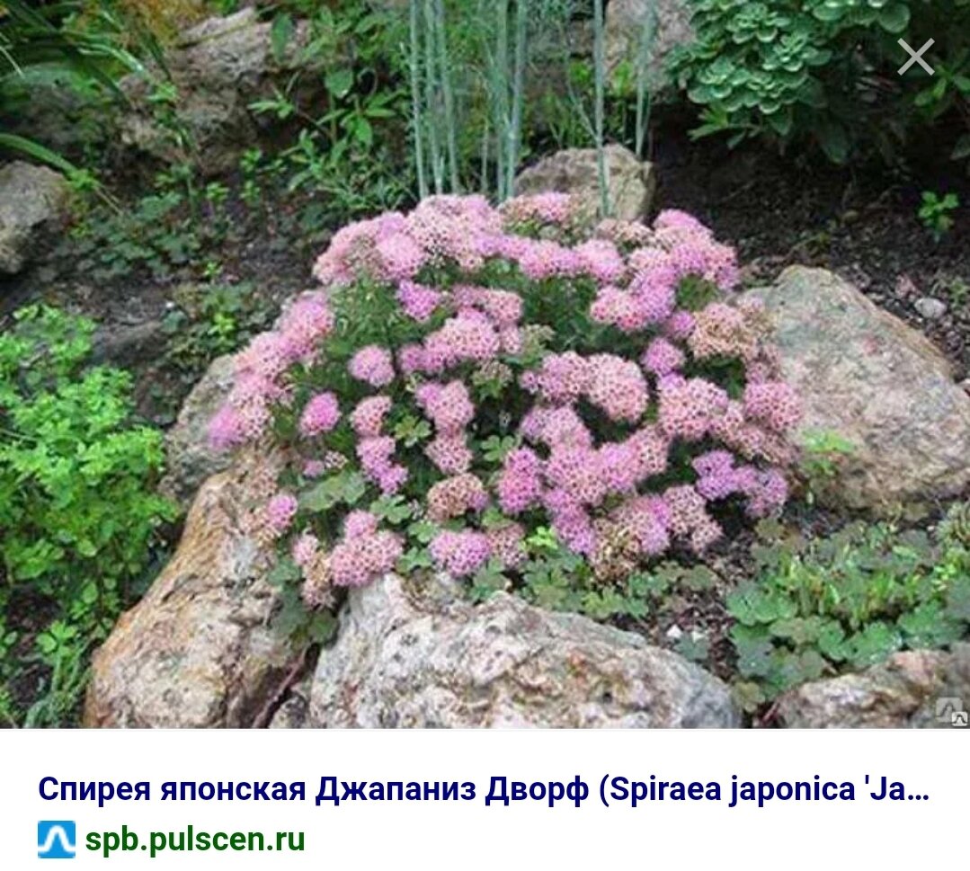 Самые красивые декоративные кусты - что уже растет, и что ищу ...